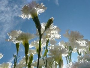 spring-carnation-8101_1920